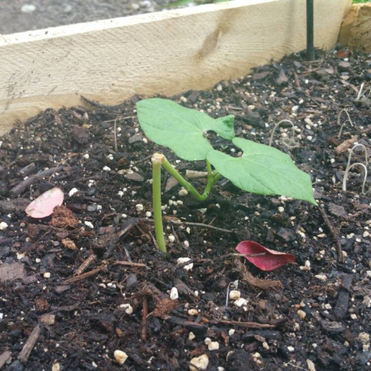 Plant image Phaseolus vulgaris 'Dragon Tongue'