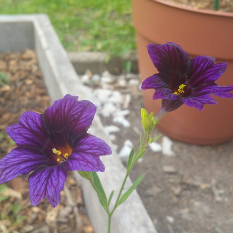 Plant image Salpiglossis sinuata 'Royale Mixed' (Mix)