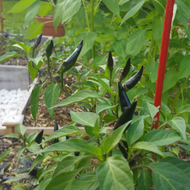 Plant image Capsicum annuum 'Cayenne Purple'