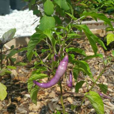 Capsicum Annuum 'Buena Mulata'