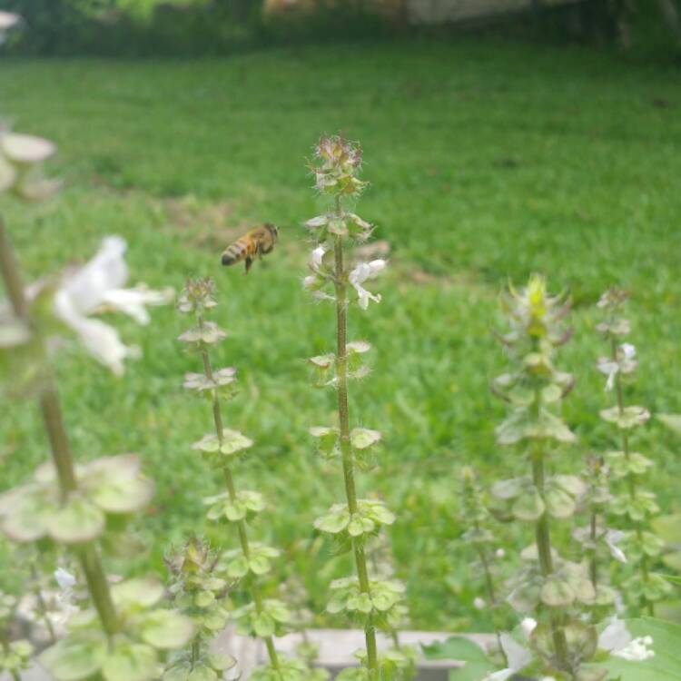 Plant image Ocimum x africanum 'Lime' syn. Ocimum basilicum 'Lime', Ocimum basilicum var. citriodorum 'Lime', Ocimum x citriodorum 'Lime', Ocimum citrodorum	'Lime'