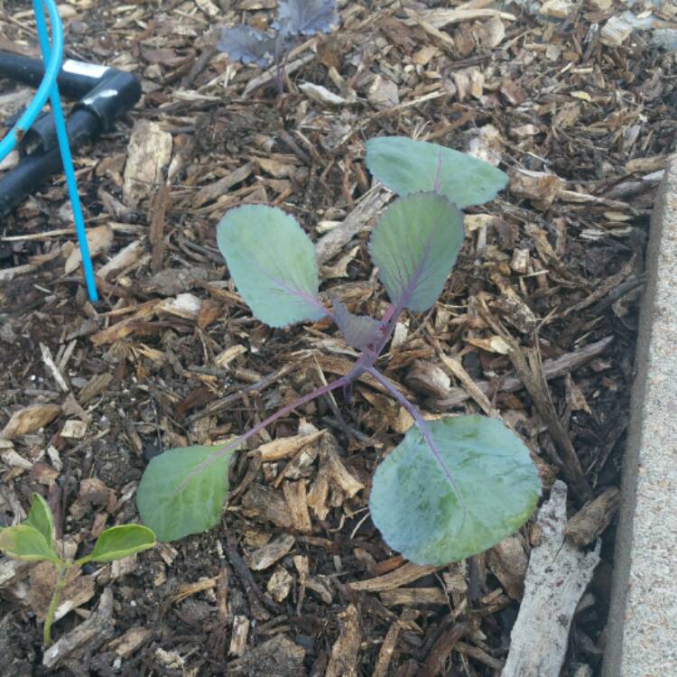 Plant image Brassica oleracea var. rubra (Capitata Group)