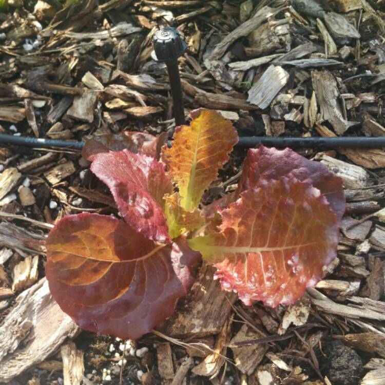 Plant image Lactuca sativa 'Midnight Ruffles'