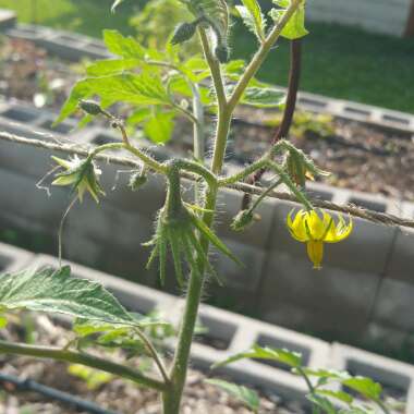 Solanum Lycopersicum 'Lucid Gem'