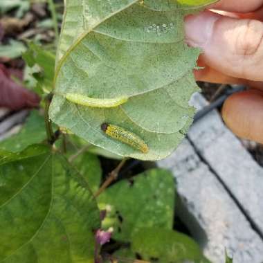 Phaseolus vulgaris 'Royal Burgundy'