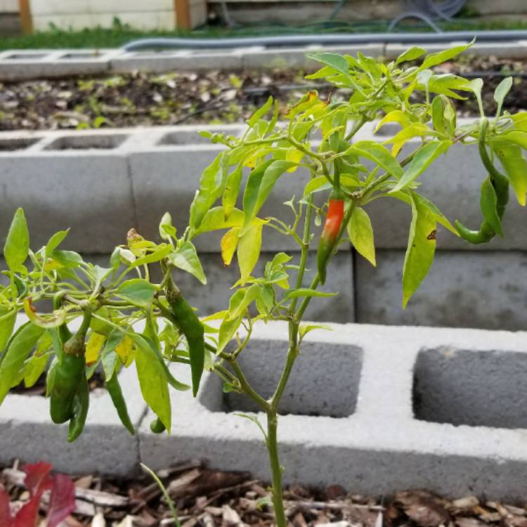 Plant image Capsicum Annuum 'Dragon Cayenne'