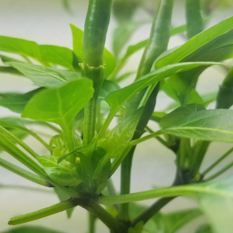 Plant image Capsicum Annuum 'Ring Of Fire'