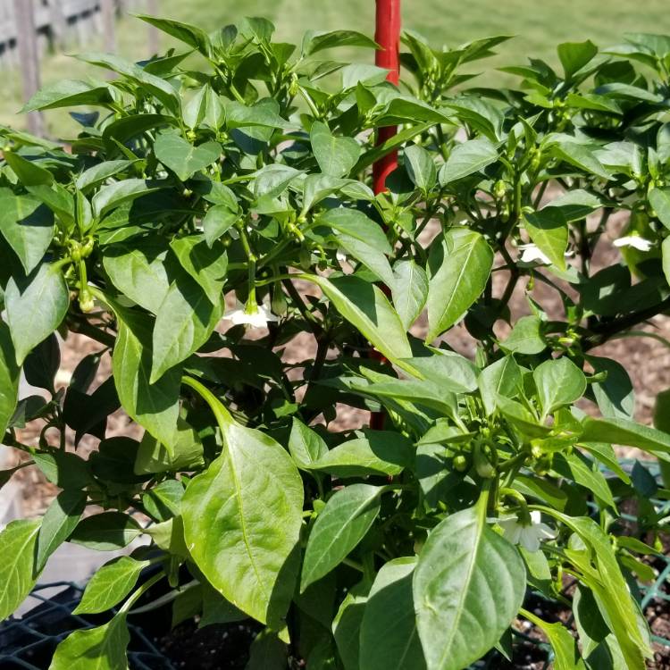 Plant image Capsicum Annuum 'Ring Of Fire'