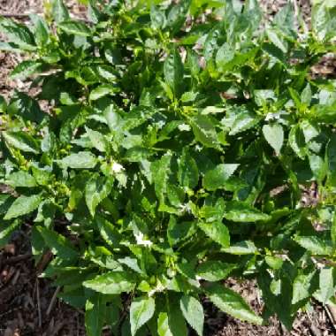 Capsicum Annuum 'Thai Hot'