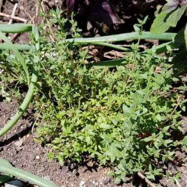 Thymus Vulgaris 'German'