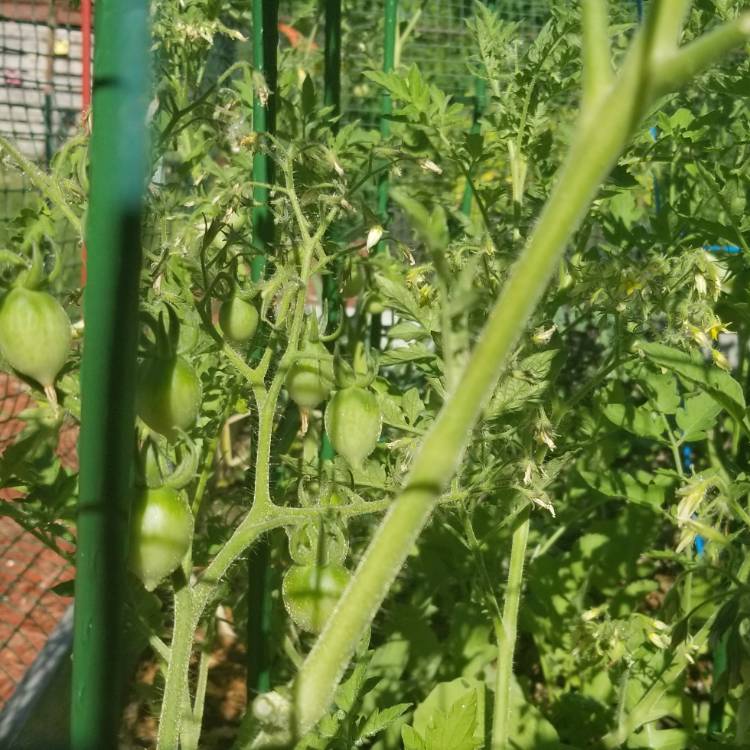 Plant image Solanum Lycopersicum var. cerasiforme 'Barry's Crazy Cherry'