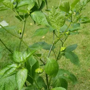 Capsicum Baccatum 'Brazilian Starfish'