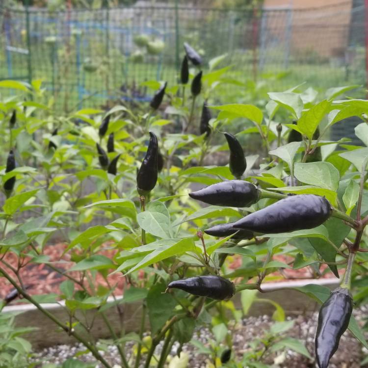 Plant image Capsicum annuum 'Cayenne Purple'