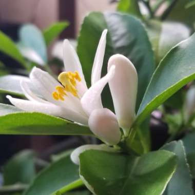 Citrus limon 'Meyer Improved'