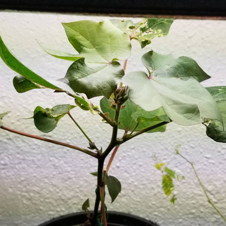 Plant image Gossypium hirsutum 'Red Foliated'