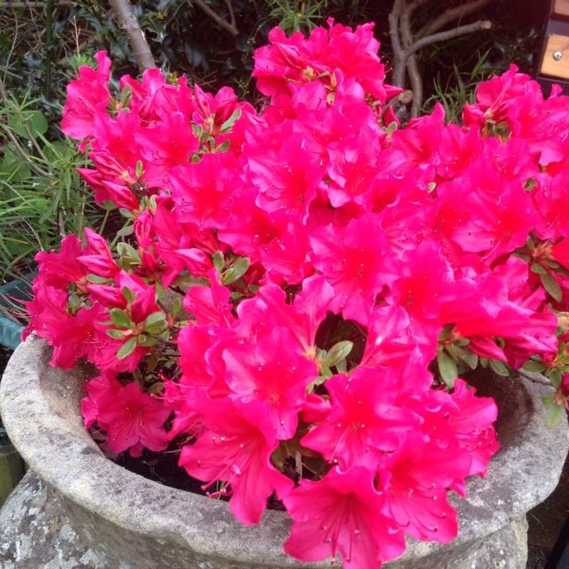 Plant image Rhododendron 'Cecile'