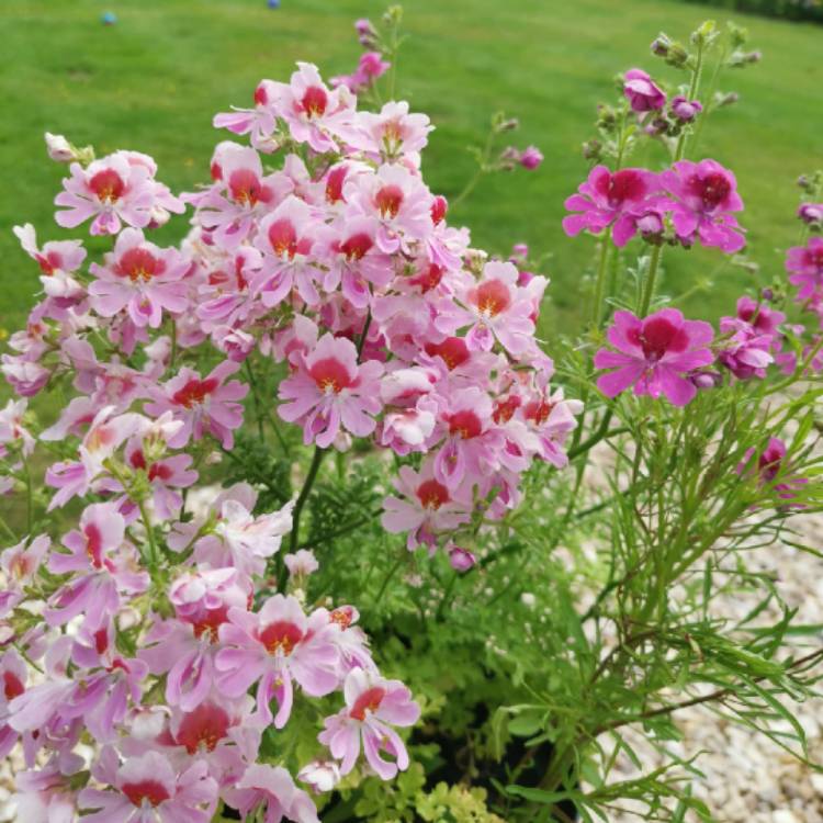 Plant image Schizanthus pinnatus