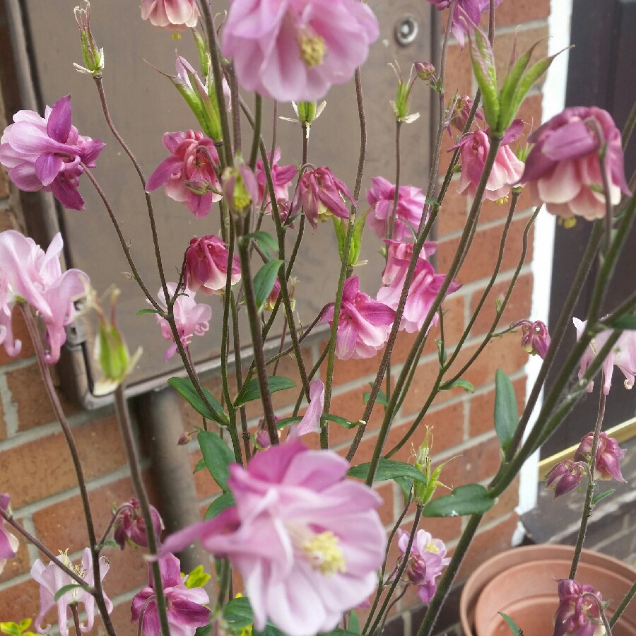 Columbine