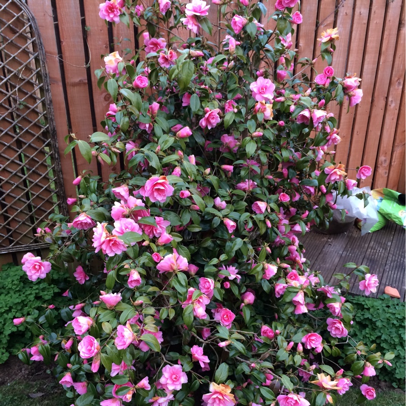 Camellia 'Betty Foy Sanders'