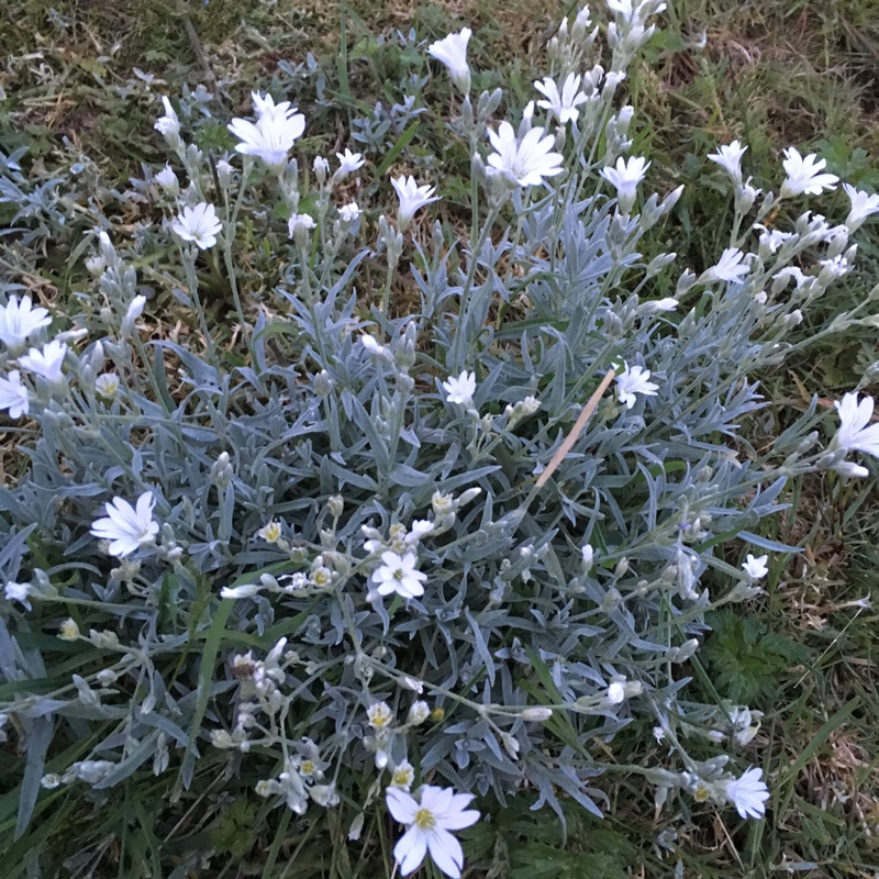 Snow in summer