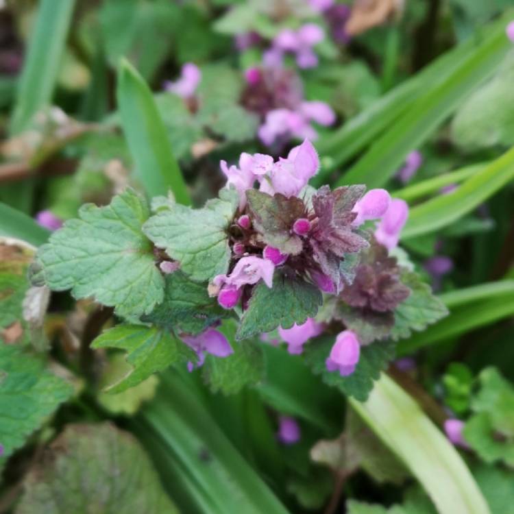 Plant image Lamium purpureum