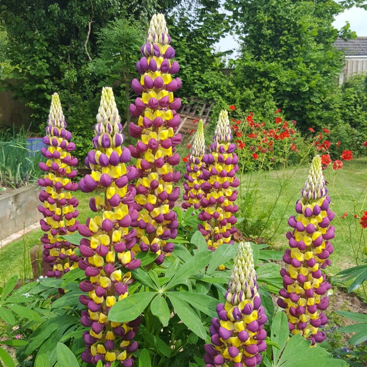 Plant image Lupinus 'Manhattan Lights'