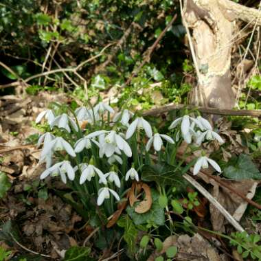 Galanthus nivalis