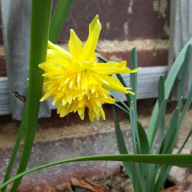 Narcissus 'Rip van Winkle' syn. Narcissus 'Plenus'