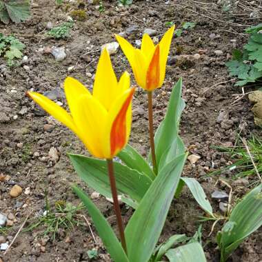 Tulipa