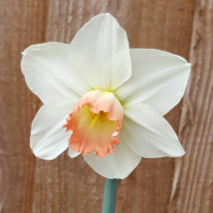 Plant image Narcissus 'Pink Smiles'