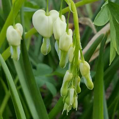 Lamprocapnos spectabilis 'Alba' syn. Dicentra spectabilis 'Alba'