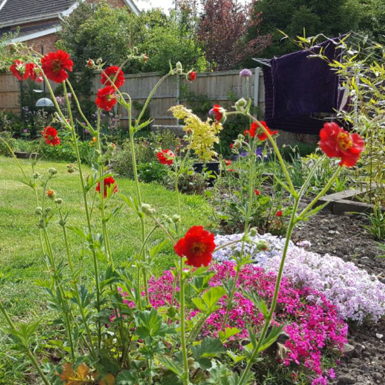 Plant image Geum 'Blazing Sunset'