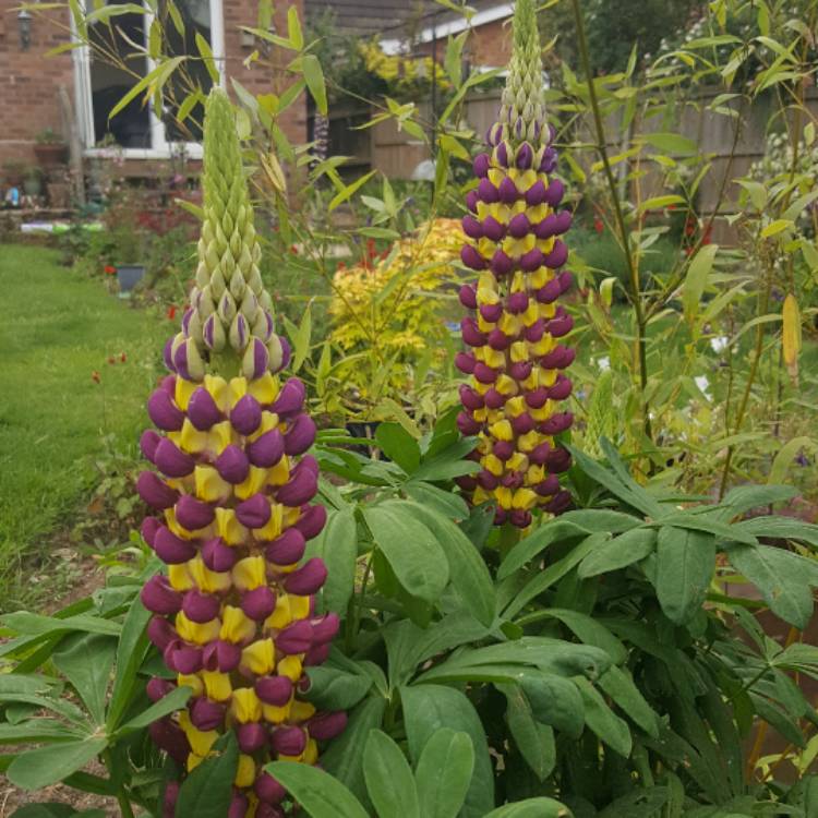 Plant image Lupinus 'Manhattan Lights'