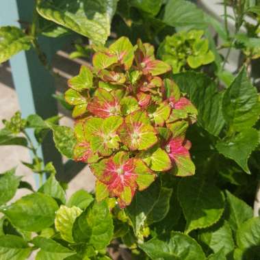 Hydrangea macrophylla 'Glam Rock'