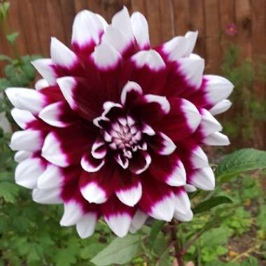 Dahlia 'Mystery Day'