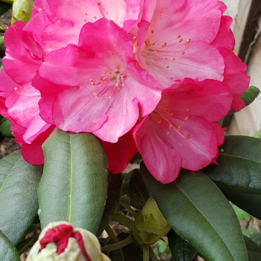 Rhododendron  (Rhododendron Varieties)