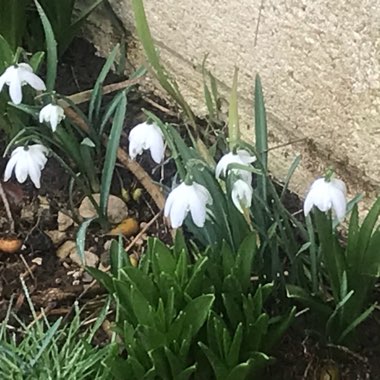 Snowdrop (Species) Common Snowdrop