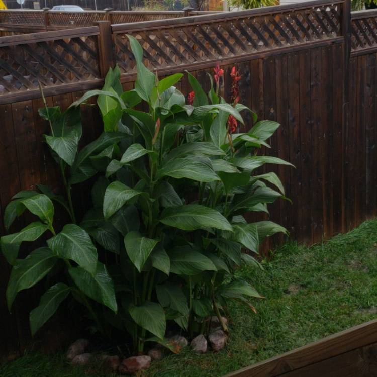 Plant image Canna 'Cannova Red Shades' (Cannova Series)