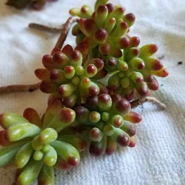 Sedum pachyphyllum