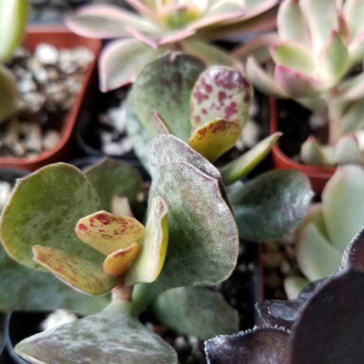 Plant image Adromischus maculatus syn. Cotyledon rupicola ; Cotyledon maculatus