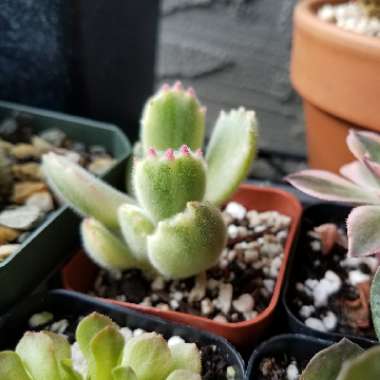 Cotyledon tomentosa Variegata