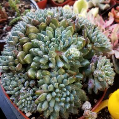 Echeveria Setosa var. Deminuta