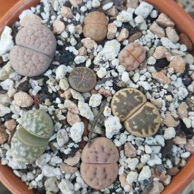 Lithops