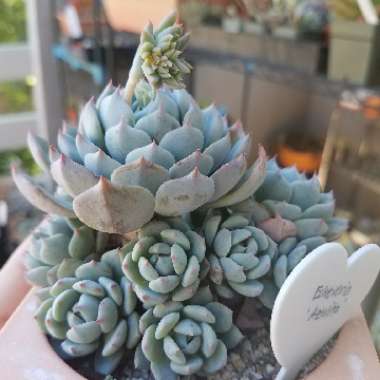 Echeveria Azulita