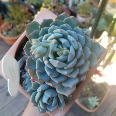 Echeveria Azulita