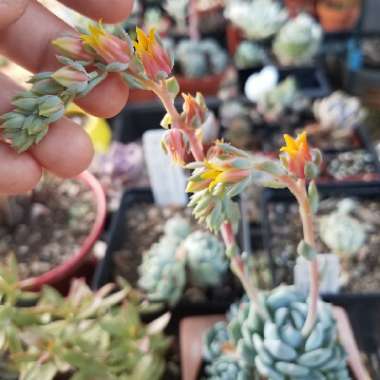 Echeveria Azulita