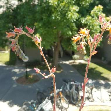 Echeveria Raindrops