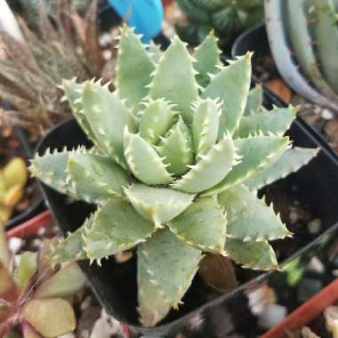 Aloe Brevifolia