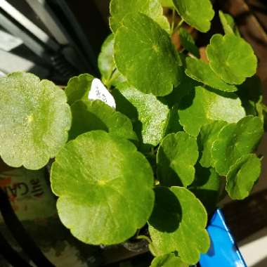 Hydrocotyle verticillata