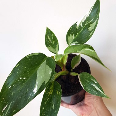 Philodendron 'White Princess'